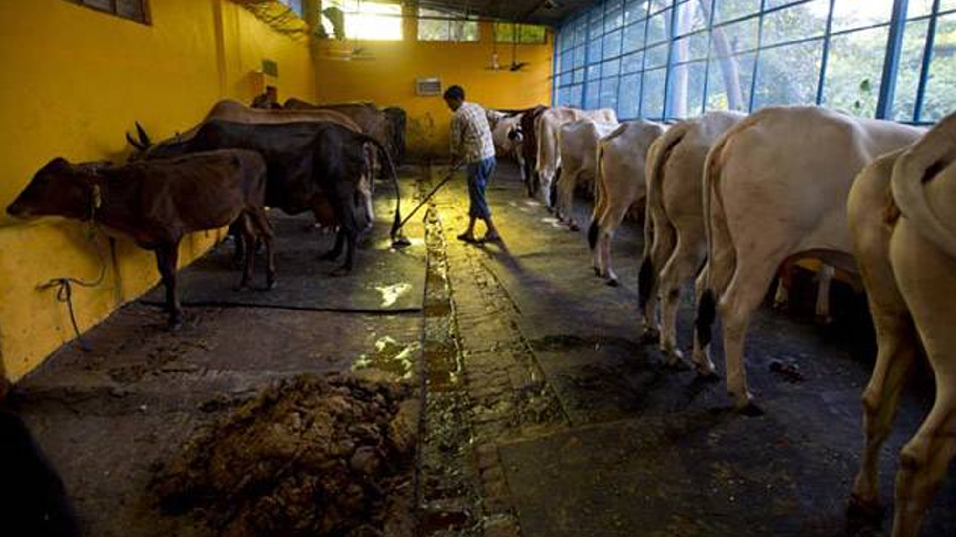 ಸೇನೆಯ 25 ಸಾವಿರ ಗೋವುಗಳು ರಾಜ್ಯ ಸರಕಾರಗಳ ವಶಕ್ಕೆ